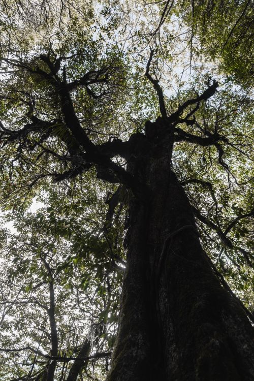Free A towering tree reaching into the sky in Ghandruk, highlighting the lush forest environment. Stock Photo