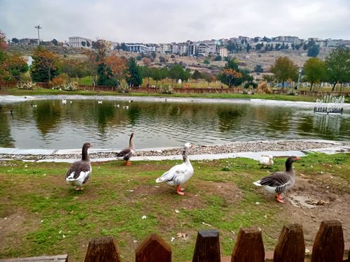 Free stock photo of animals, city and nature, goose Stock Photo