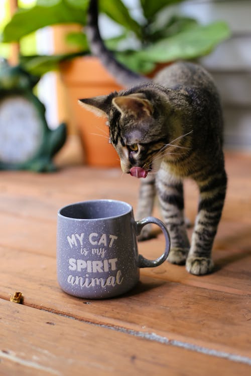 Foto profissional grátis de espírito, gatinho, gato