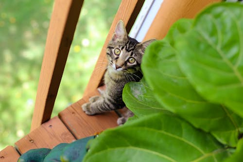 Free stock photo of cat, green, kitten