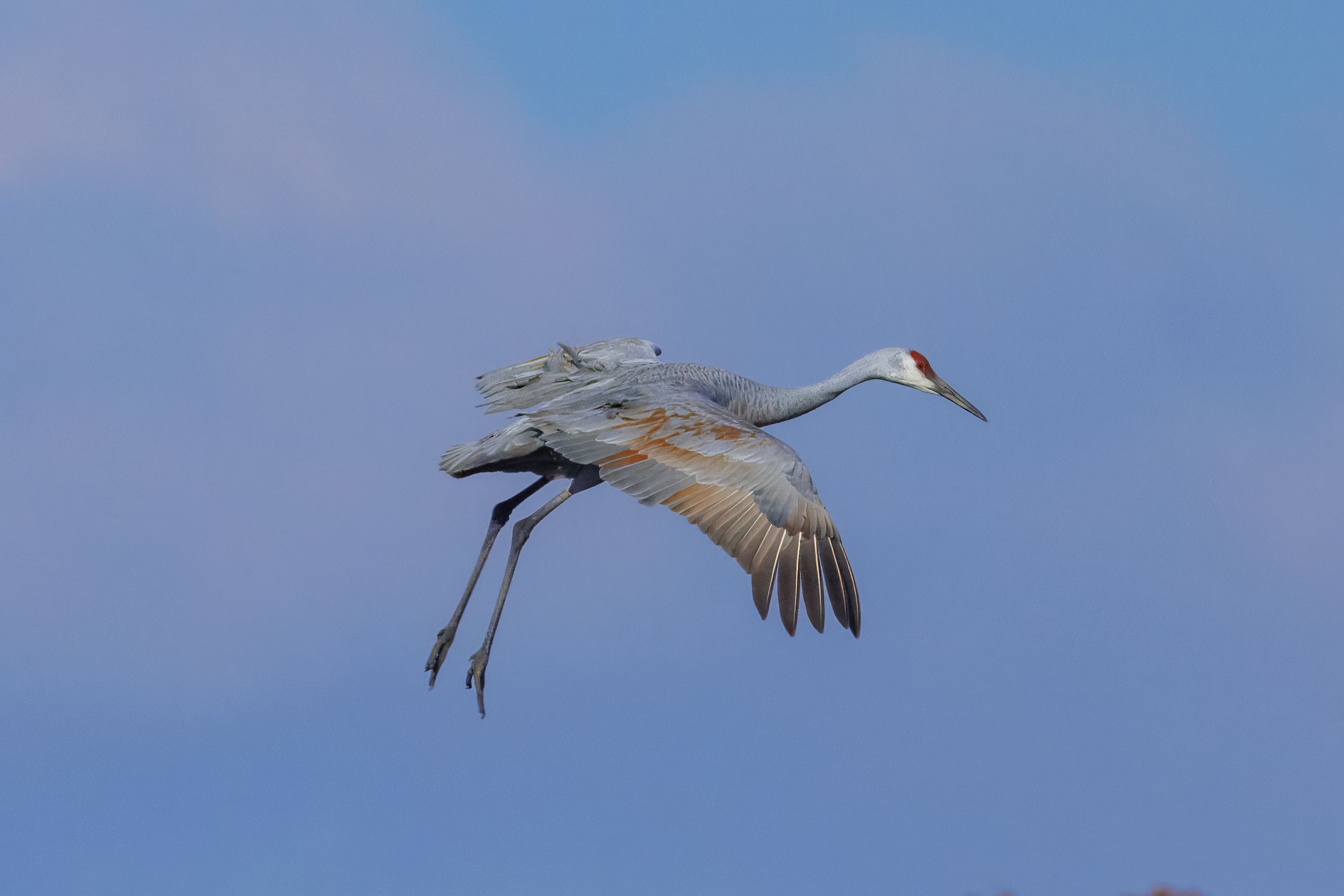 Sandhill Crane in Flight Against Blue Sky · Free Stock Photo
