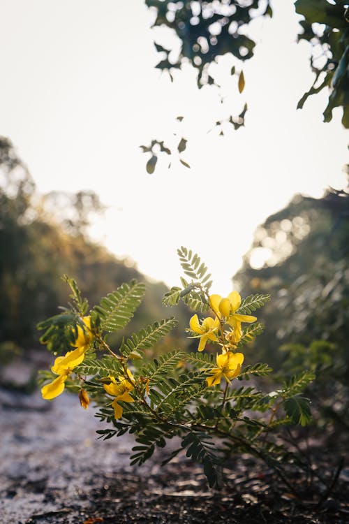 Photos gratuites de fleur jaune, nature