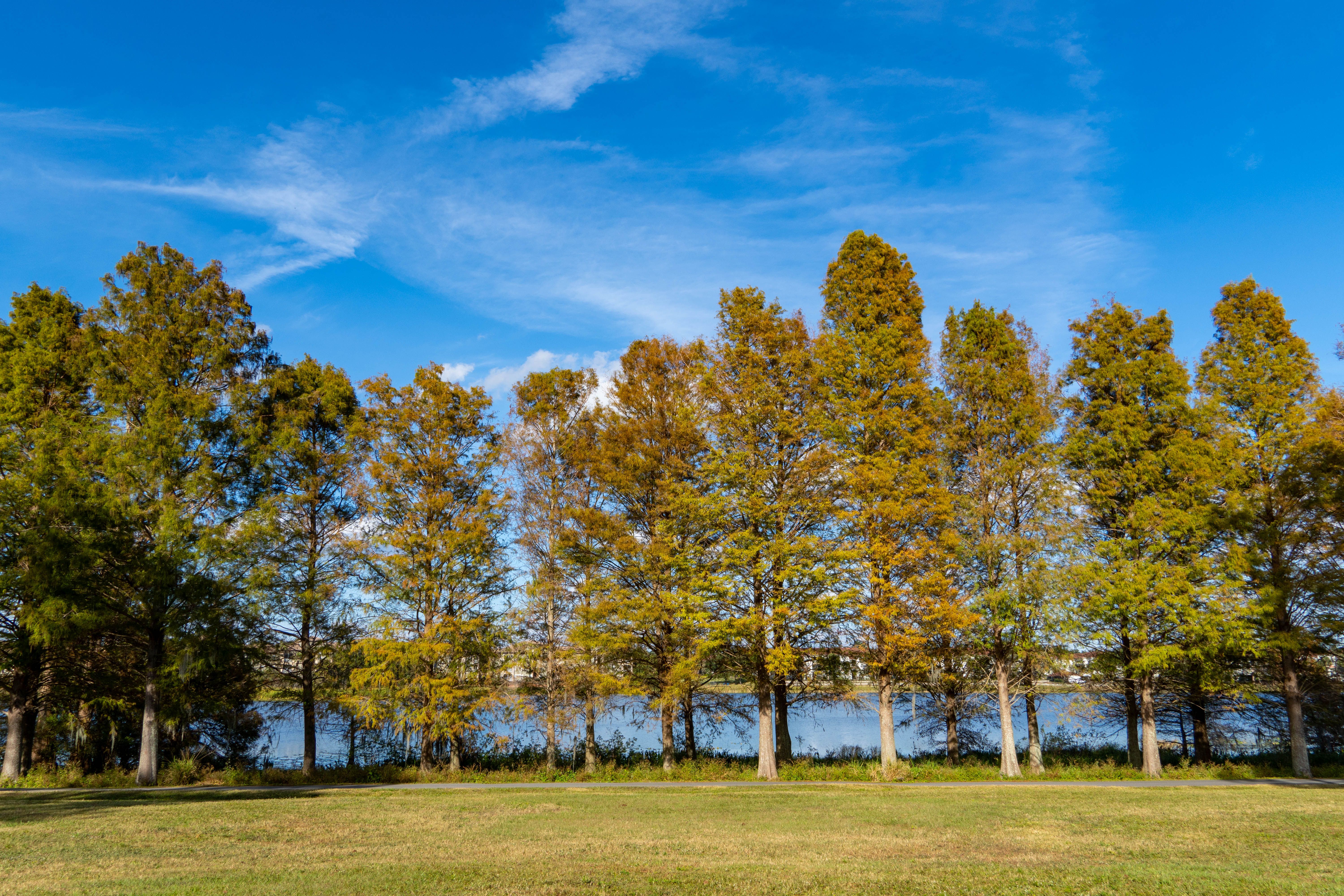 Vibrant Autumn Trees by a Scenic Lake · Free Stock Photo