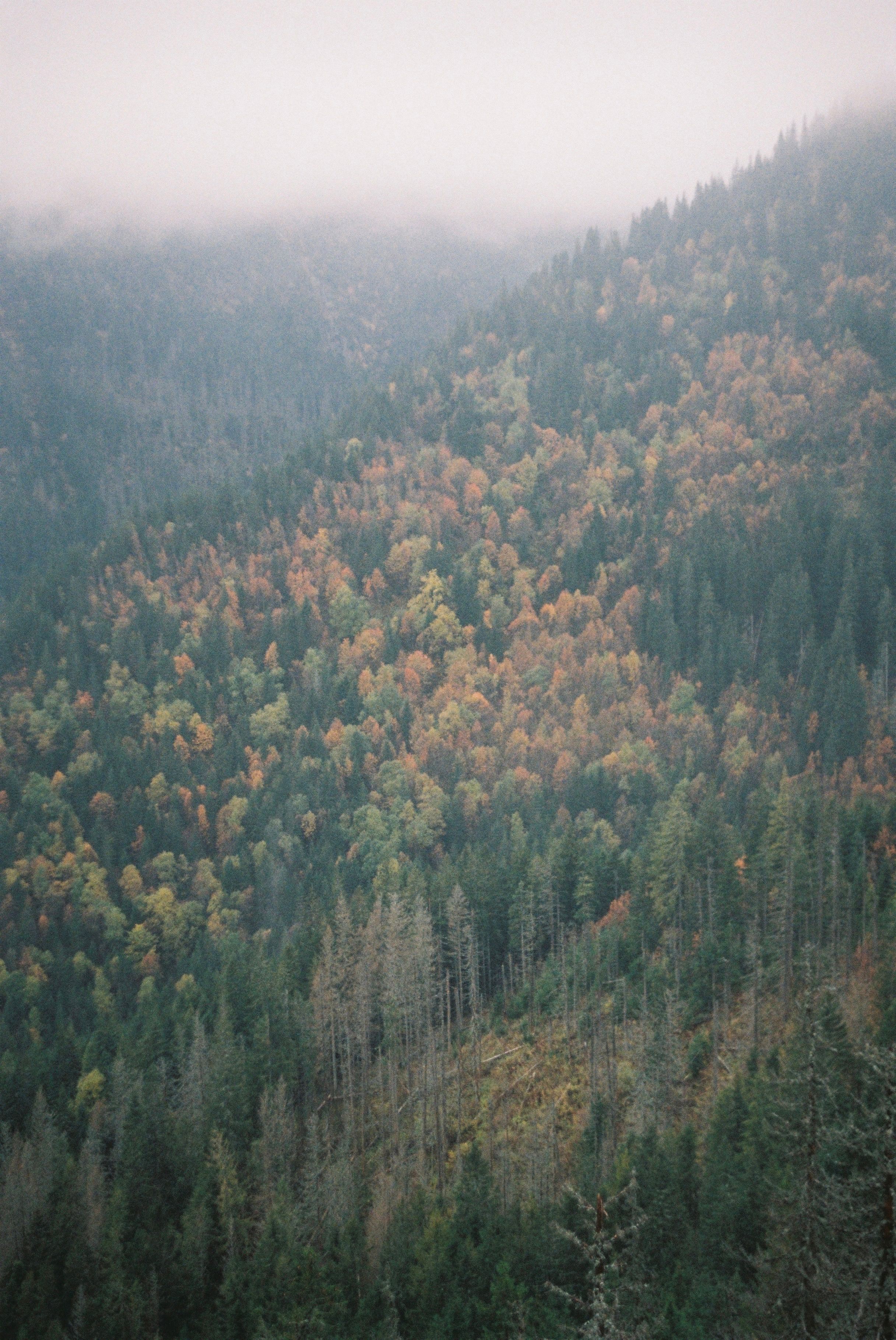 Autumn Forest Panorama with Misty Mountains · Free Stock Photo