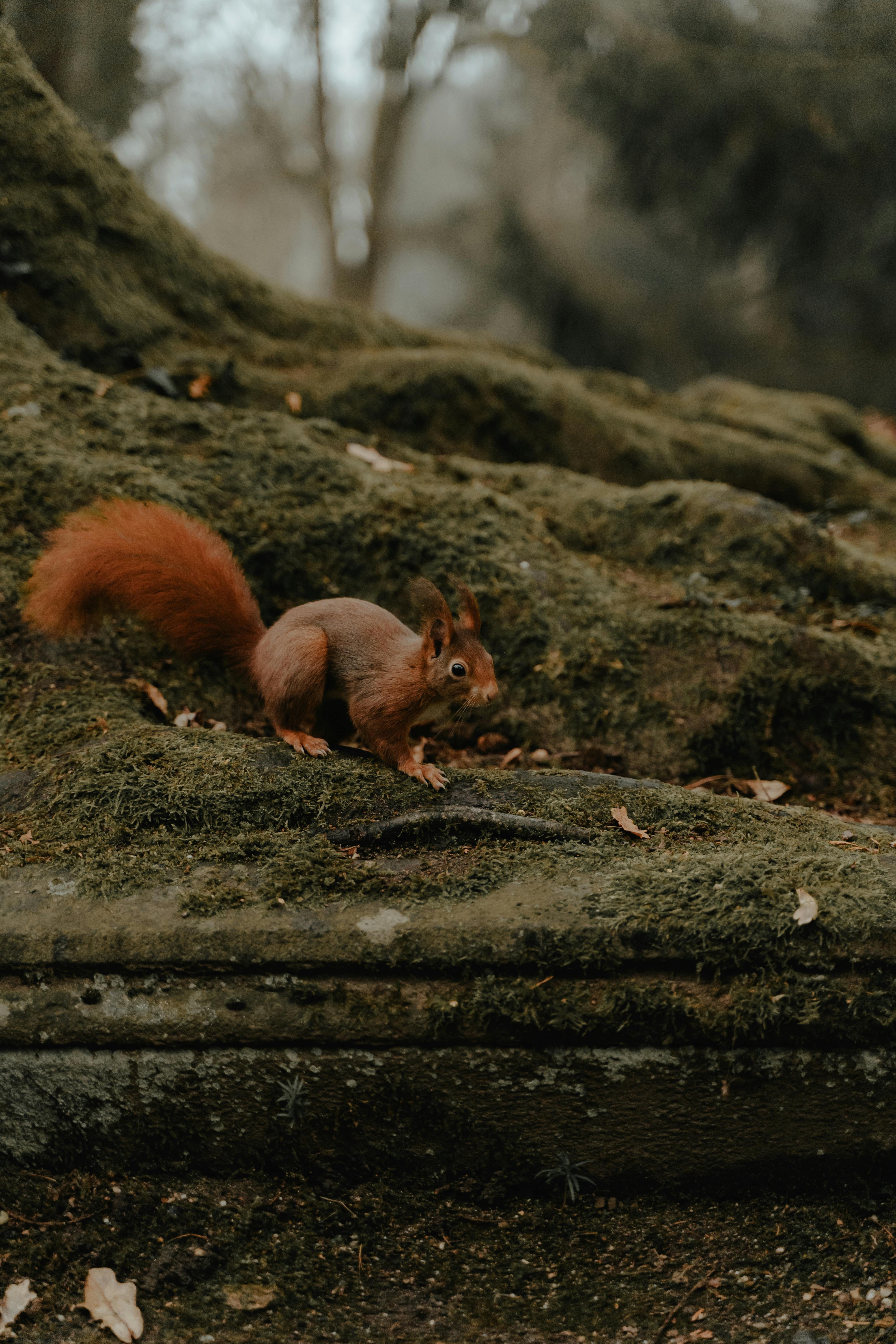 A curious red squirrel explores a moss-covered forest setting. Perfect for nature and wildlife themes.