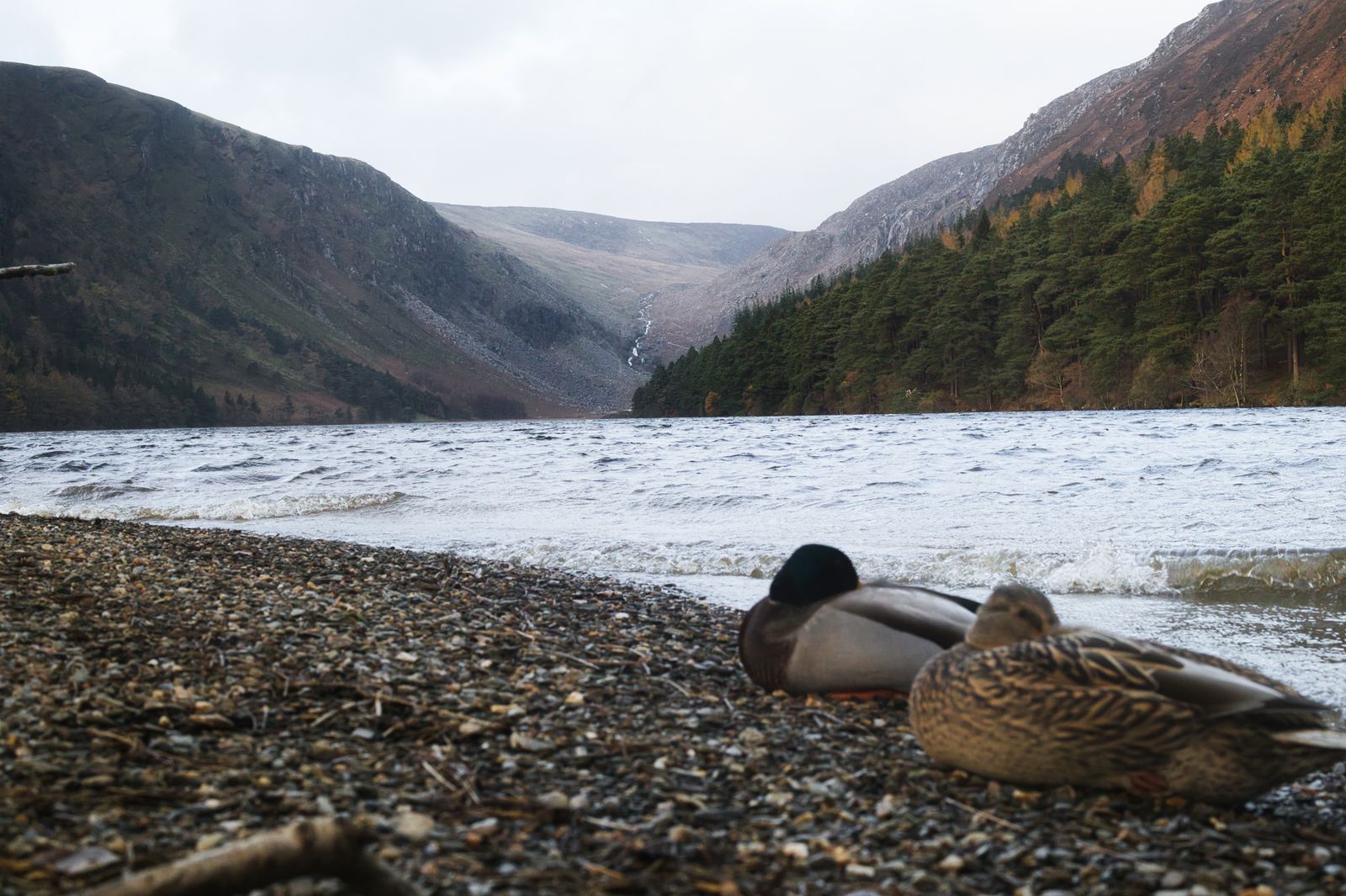 Ducks resting by a lake in the mountains of County Wicklow, Ireland