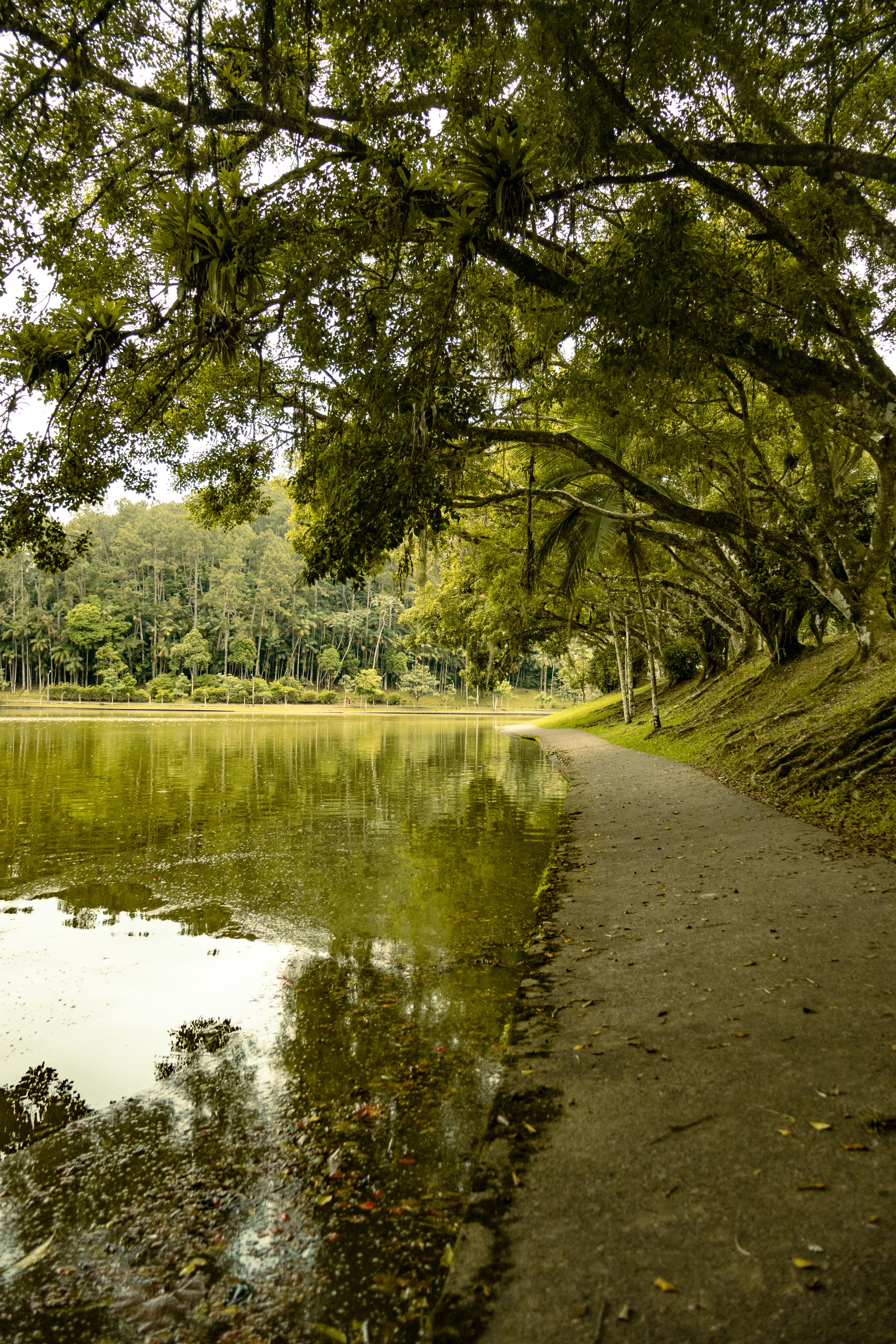 Tranquil Lakeside Pathway Surrounded by Lush Trees · Free Stock Photo