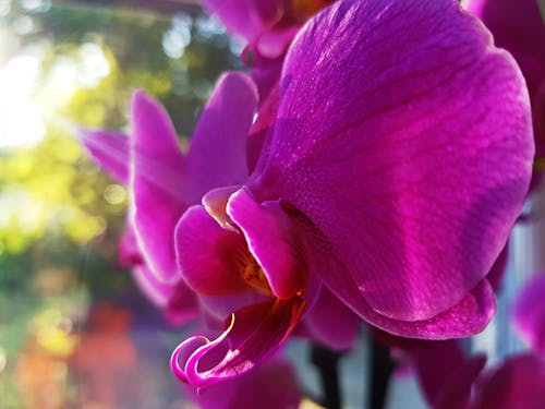 Darmowe zdjęcie z galerii z kolor, kwiat, ładny