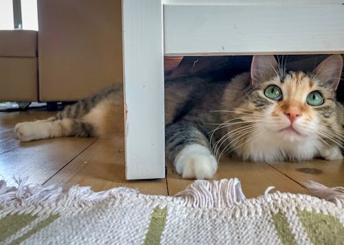 Foto profissional grátis de animal, bonita, bonitinho