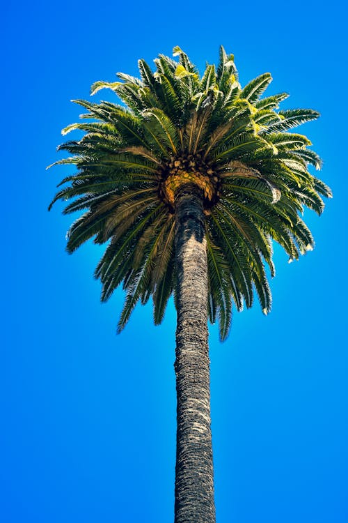 Fotobanka s bezplatnými fotkami na tému dlaň, Kalifornia, kokos