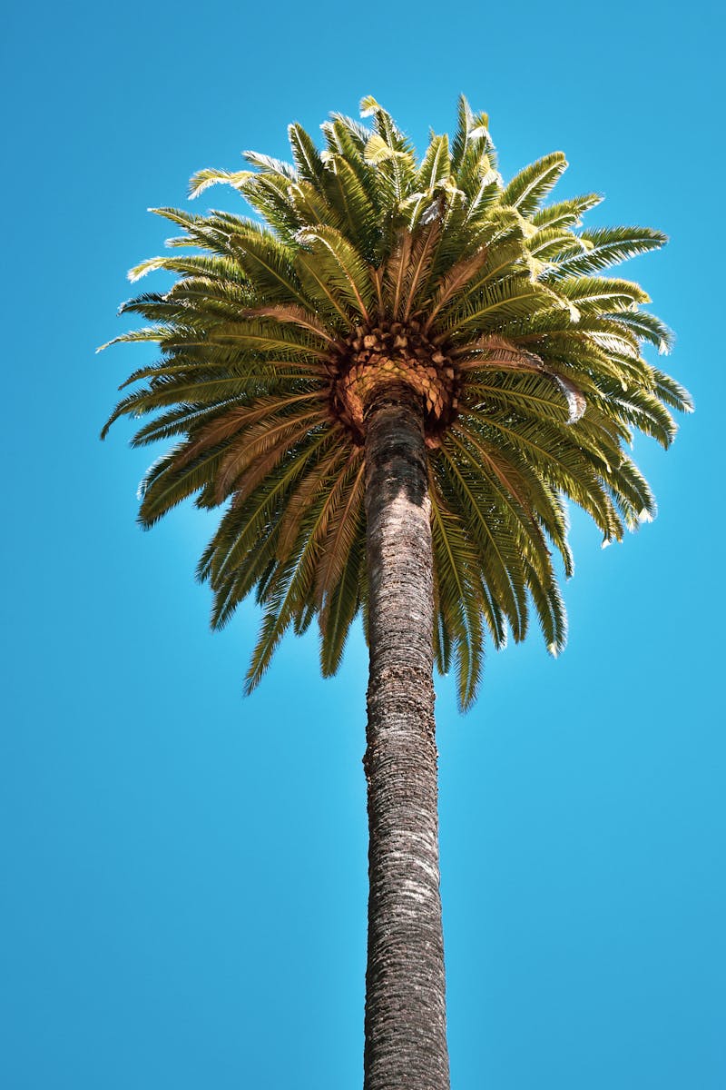 Bonarda Sparkling "Dino Torti"