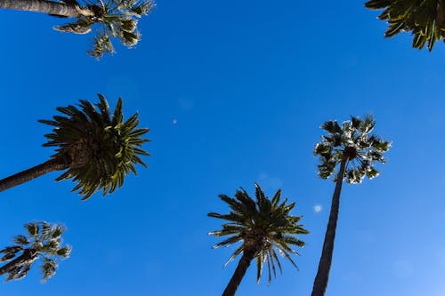 Foto profissional grátis de árvores, Califórnia, céu azul