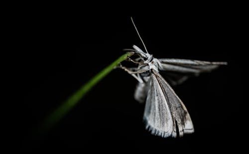 Grey Butterfly