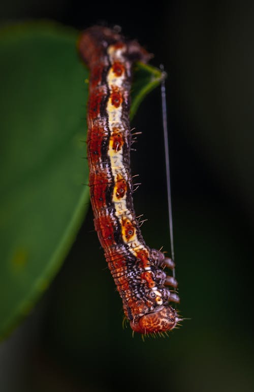 Gratis lagerfoto af behåret larve, dybde, insekt Lagerfoto