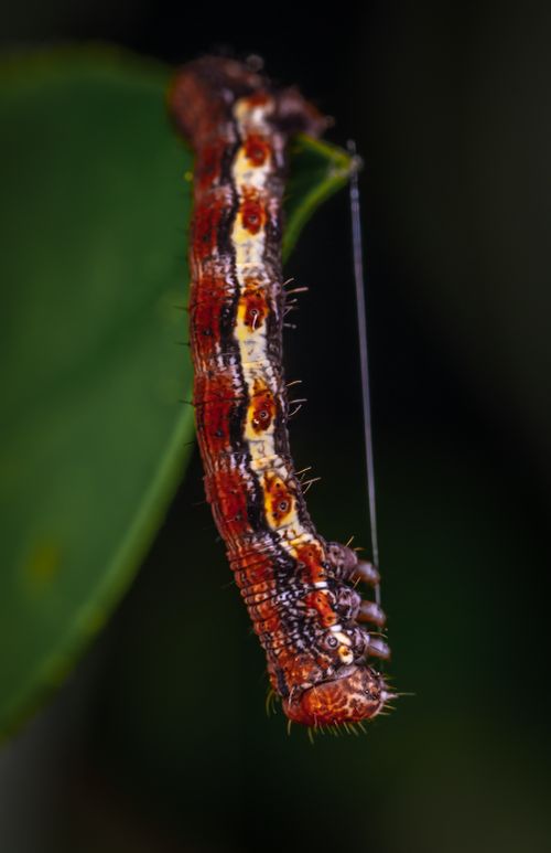 Free Detailed macro shot of a caterpillar suspended from a leaf with vivid colors and textures. Stock Photo