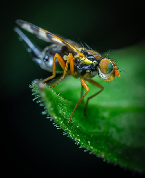 Gratis lagerfoto af flue, insekt, lille Lagerfoto