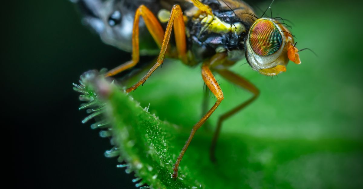 One Insect Photo Close-up Shot Of Insect · Free Stock Photo