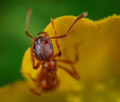 一张充满活力的黄色花瓣上，一只蚂蚁的宏观摄影细节展现了其纹理与色彩