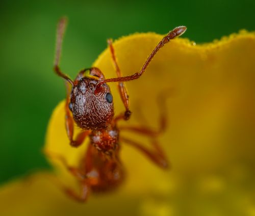 Ant on a yellow petal