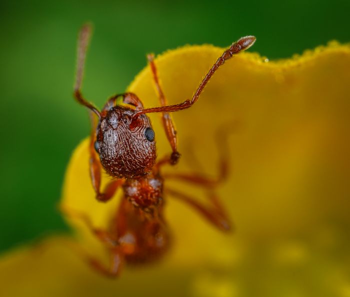 Ant control services in Ngong and Kiserian