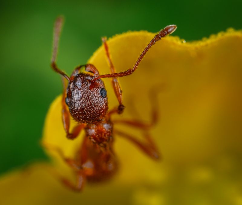 Ant on a flower petal