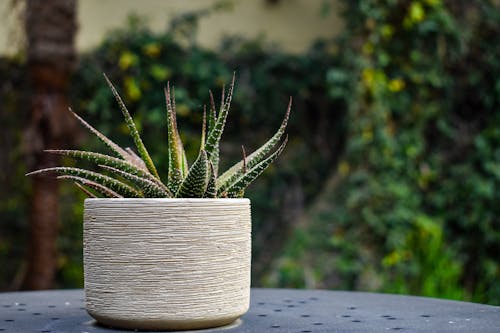 Free stock photo of aloe, backyard, flora