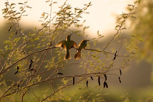 Two green bee-eaters perched on a branch during sunrise, surrounded by lush foliage.