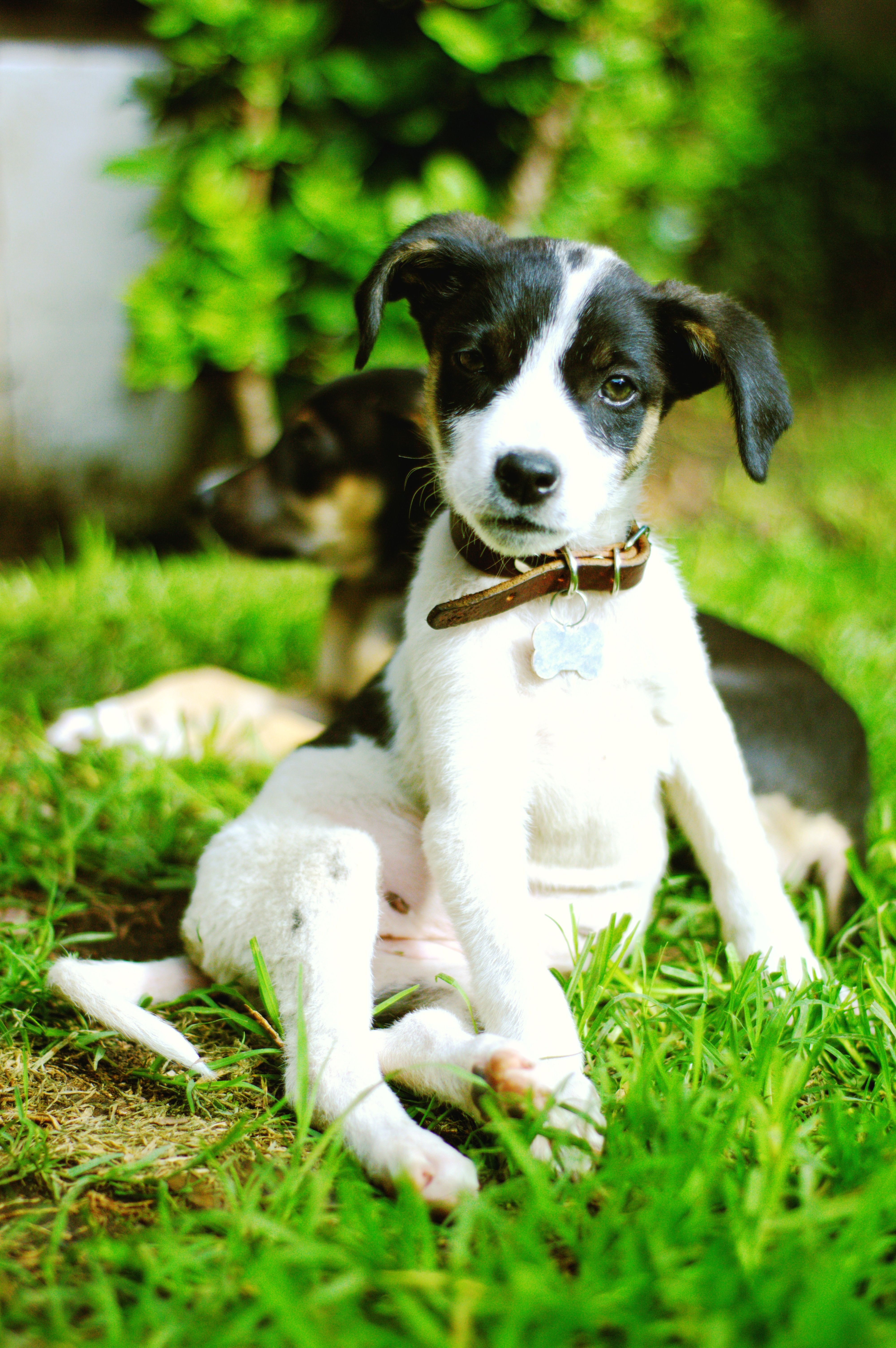 Dog Sellers Near Me In Maitland: Responsible Buying Guide