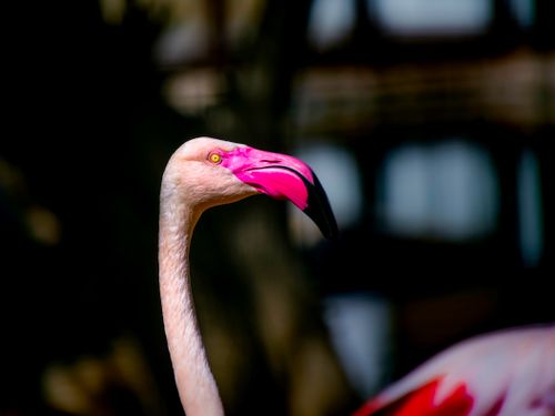 Free Detailed shot of a flamingo with a striking pink beak and elegant posture. Perfect for nature enthusiasts. Stock Photo