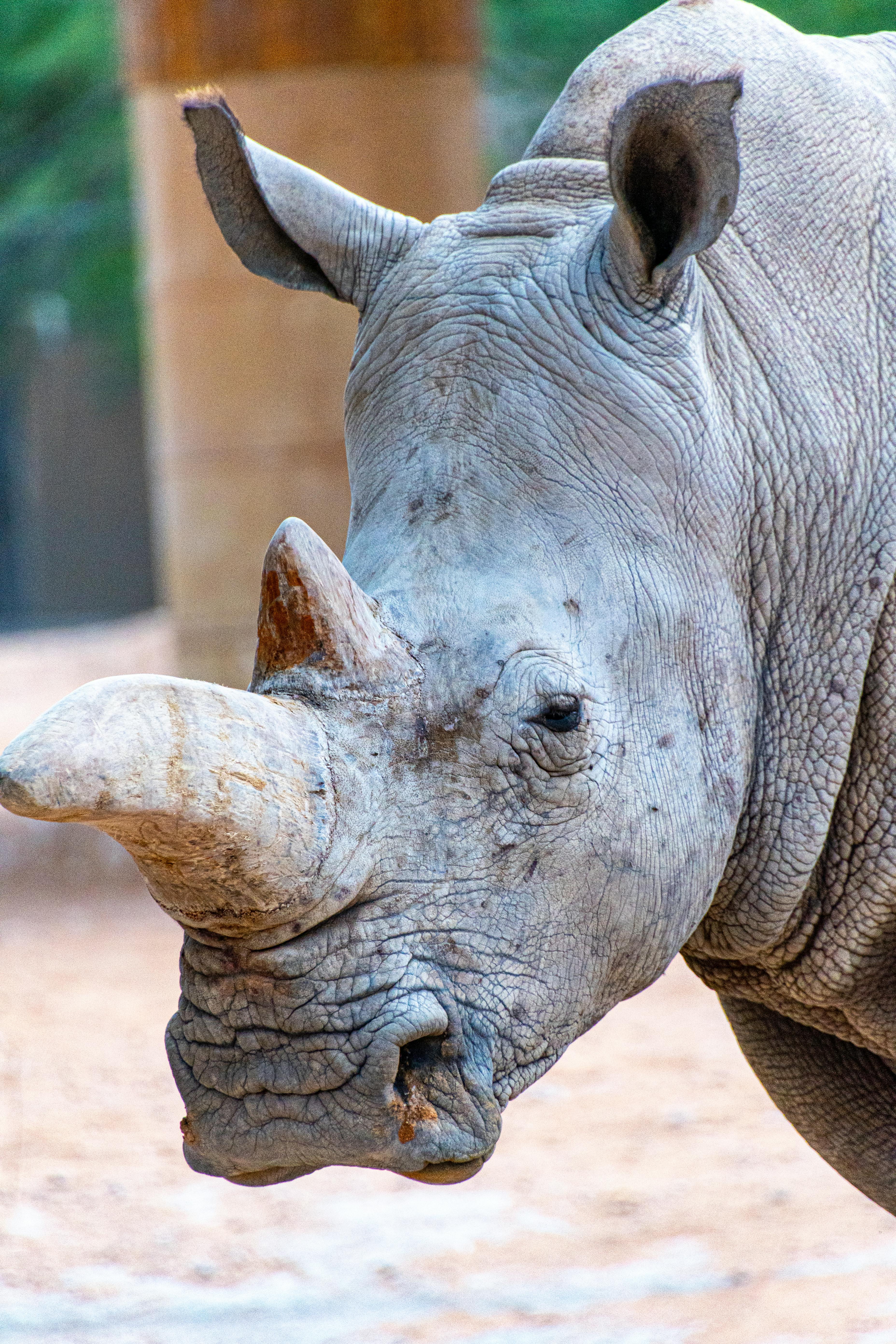 Gratuit Gros plan détaillé d'un rhinocéros blanc dans un décor naturel, mettant en valeur sa corne. Photos