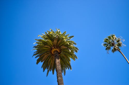 Ảnh lưu trữ miễn phí về california, cây cọ, hai