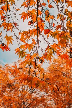 Colorful autumn maple leaves hanging against a clear sky, showcasing the vibrant fall season.