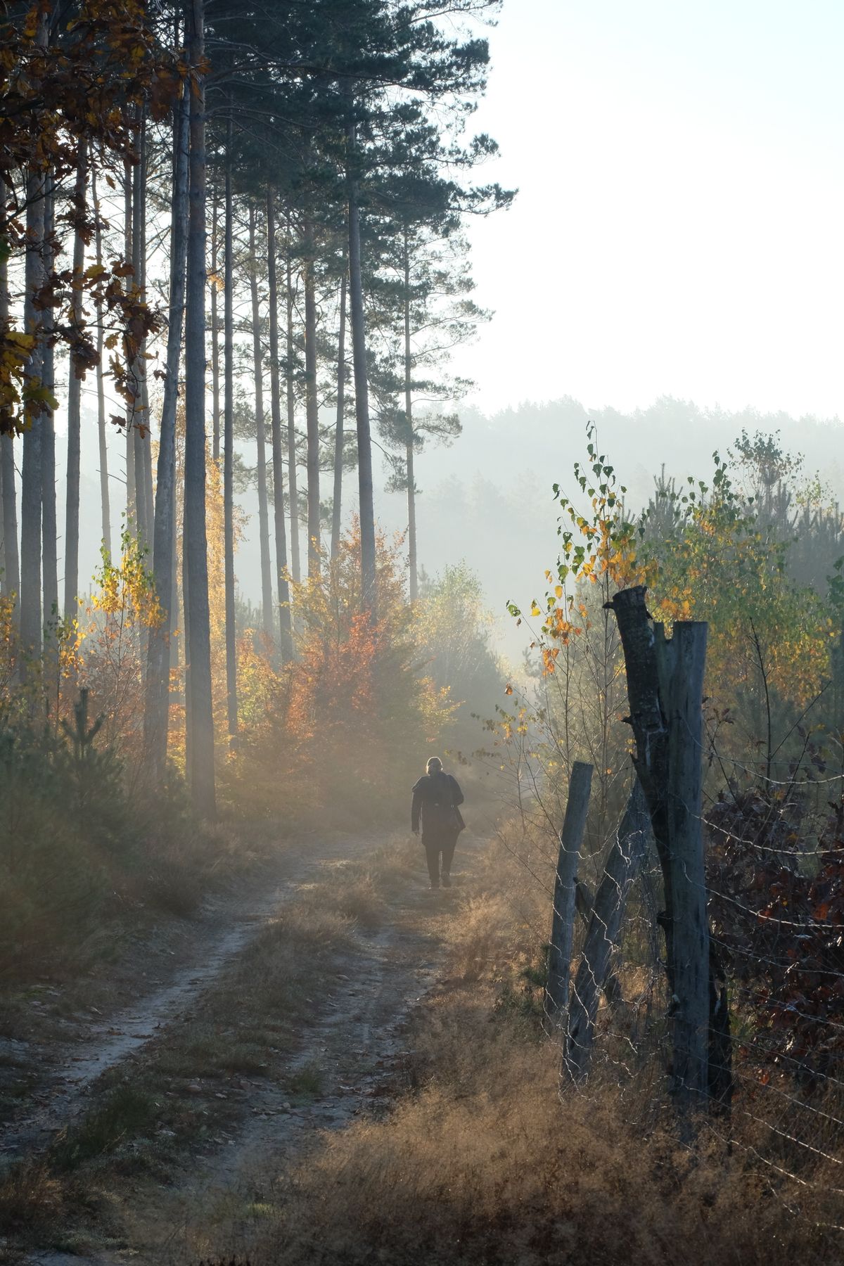 5 дней без телефона: личный опыт цифрового детокса в лесу