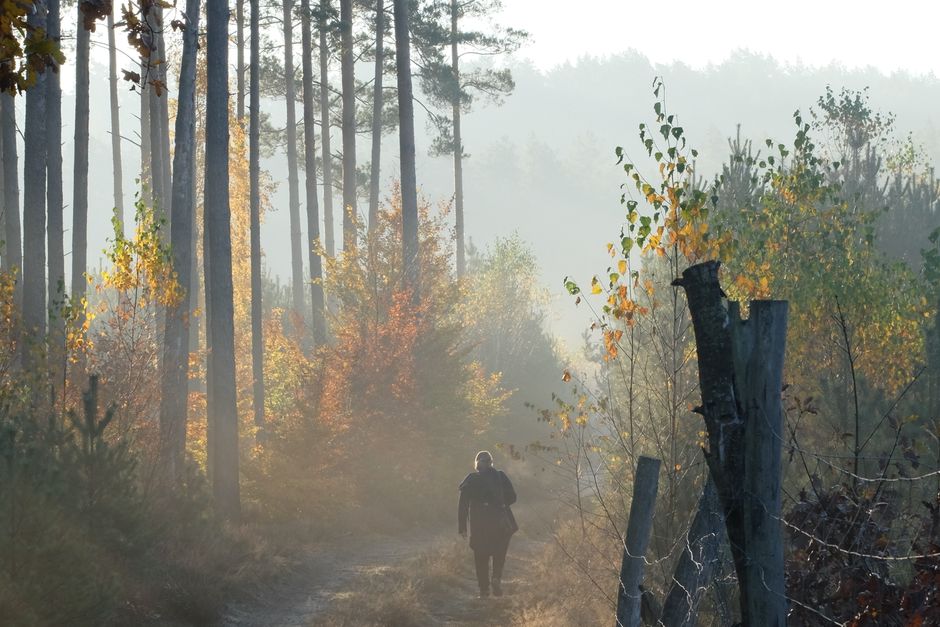 Lone figure walking through a misty forest path at dawn — comparing ibogaine and ketamine as treatments for depression, PTSD, and opioid addiction