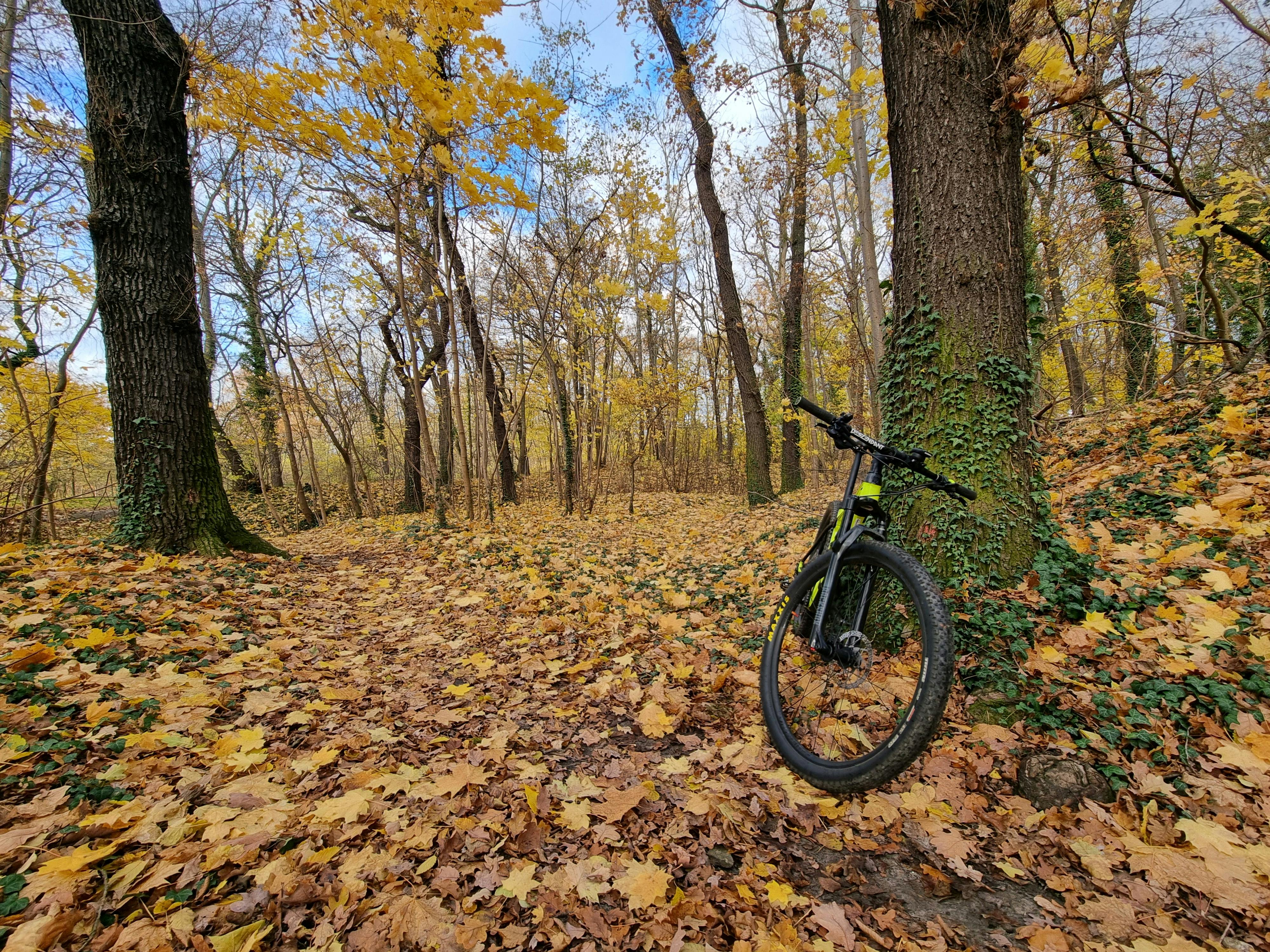 bicycle in autumn forest with fallen leaves