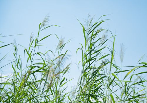 Free Vibrant green grass sways softly beneath a clear blue sky, symbolizing natural harmony. Stock Photo