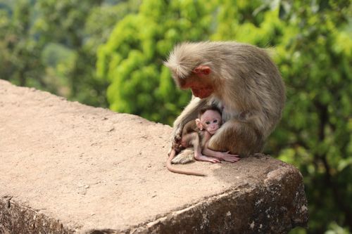 Free A touching image of a Rhesus Macaque mother cradling her baby in Amboli, India. Stock Photo