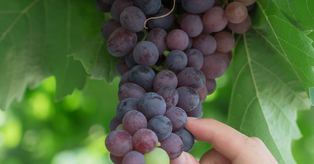 Grape Crop Ripe Hand Picking Ripe Grapes in Vineyard Close-Up · Free Stock Photo