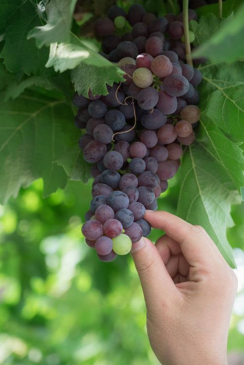 Free A close-up of a hand picking ripe grapes from a vineyard, showcasing harvest. Stock Photo
