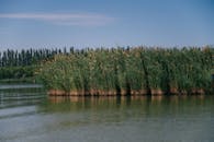 Serene Riverside Landscape with Tall Reeds