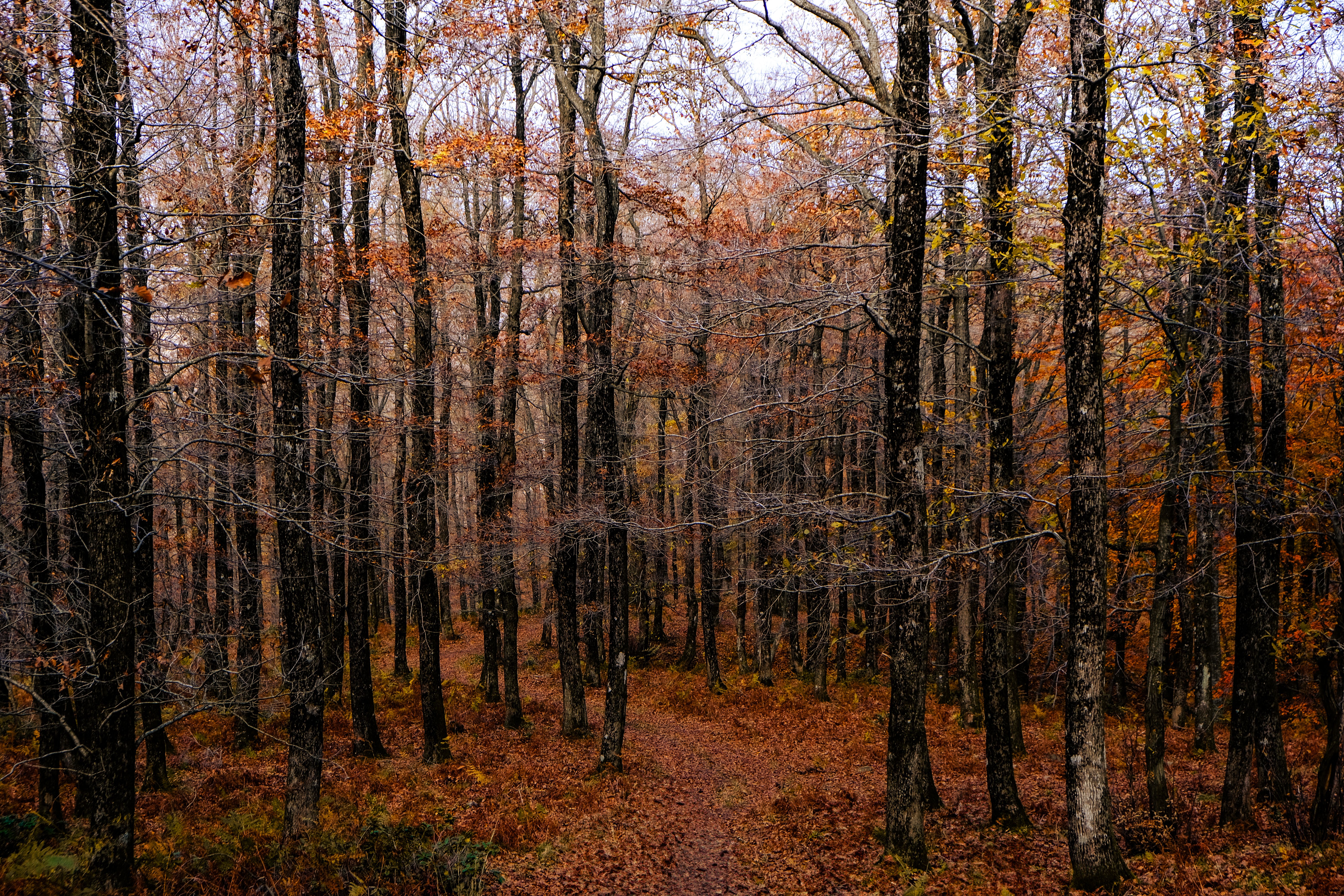 Serene Autumn Forest Path in Vibrant Colors · Free Stock Photo