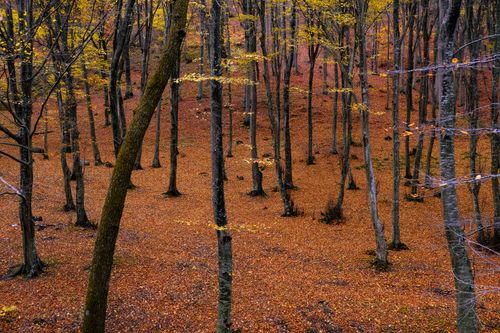 Free A tranquil forest scene in autumn with fallen leaves carpeting the ground, creating a warm ambiance. Stock Photo