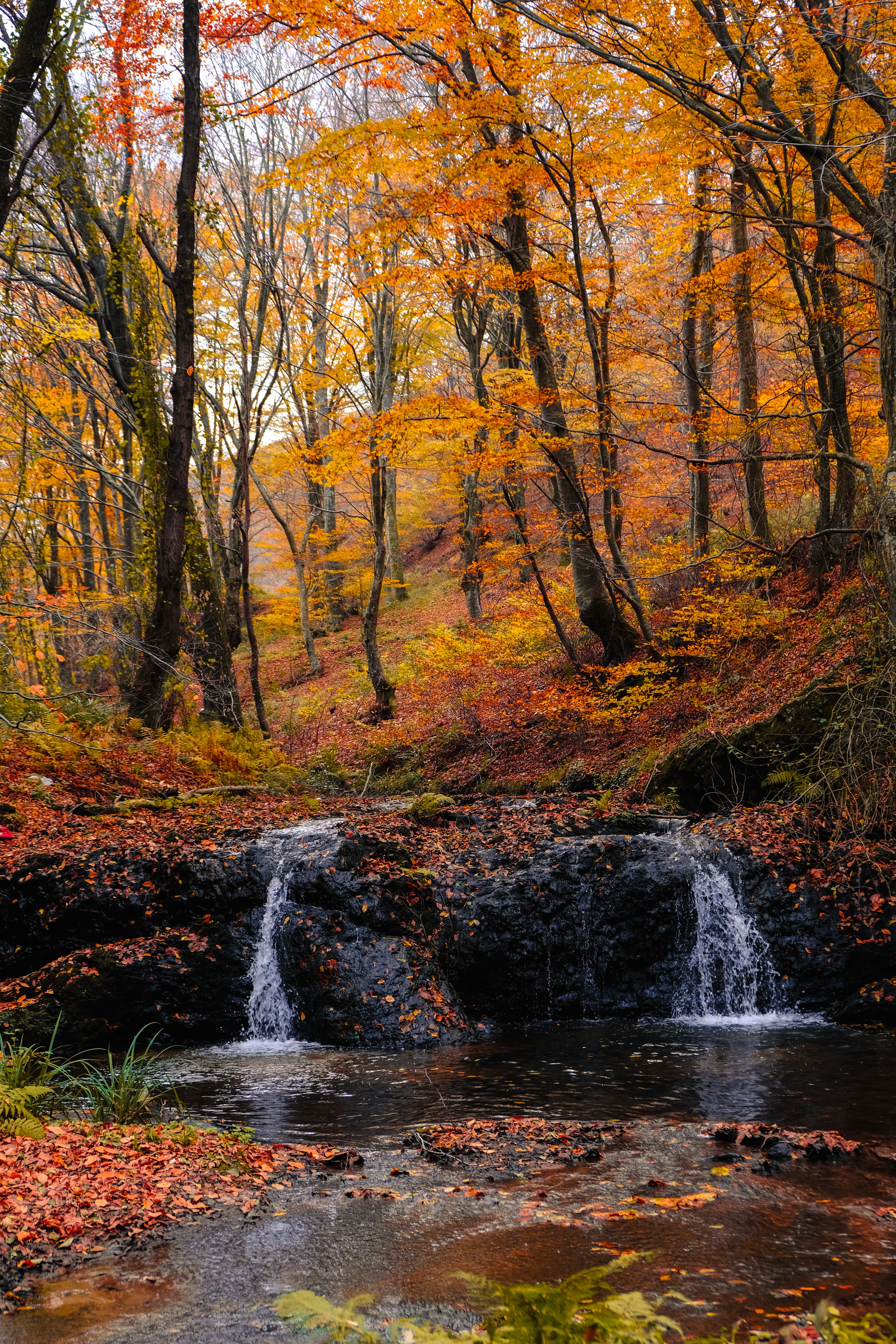 Serene Autumn Forest with Waterfall · Free Stock Photo