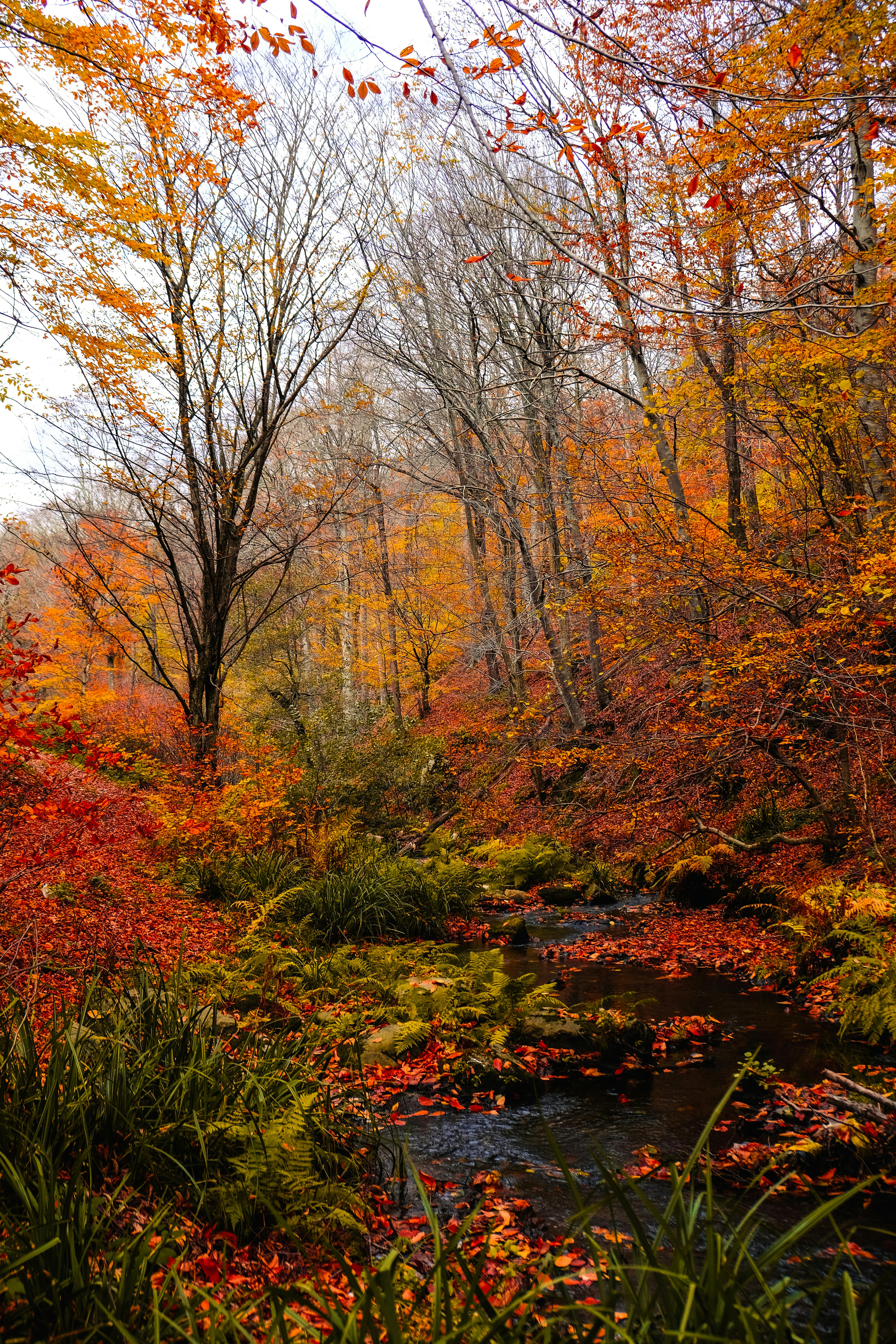 Trees in a Forest in Fall · Free Stock Photo