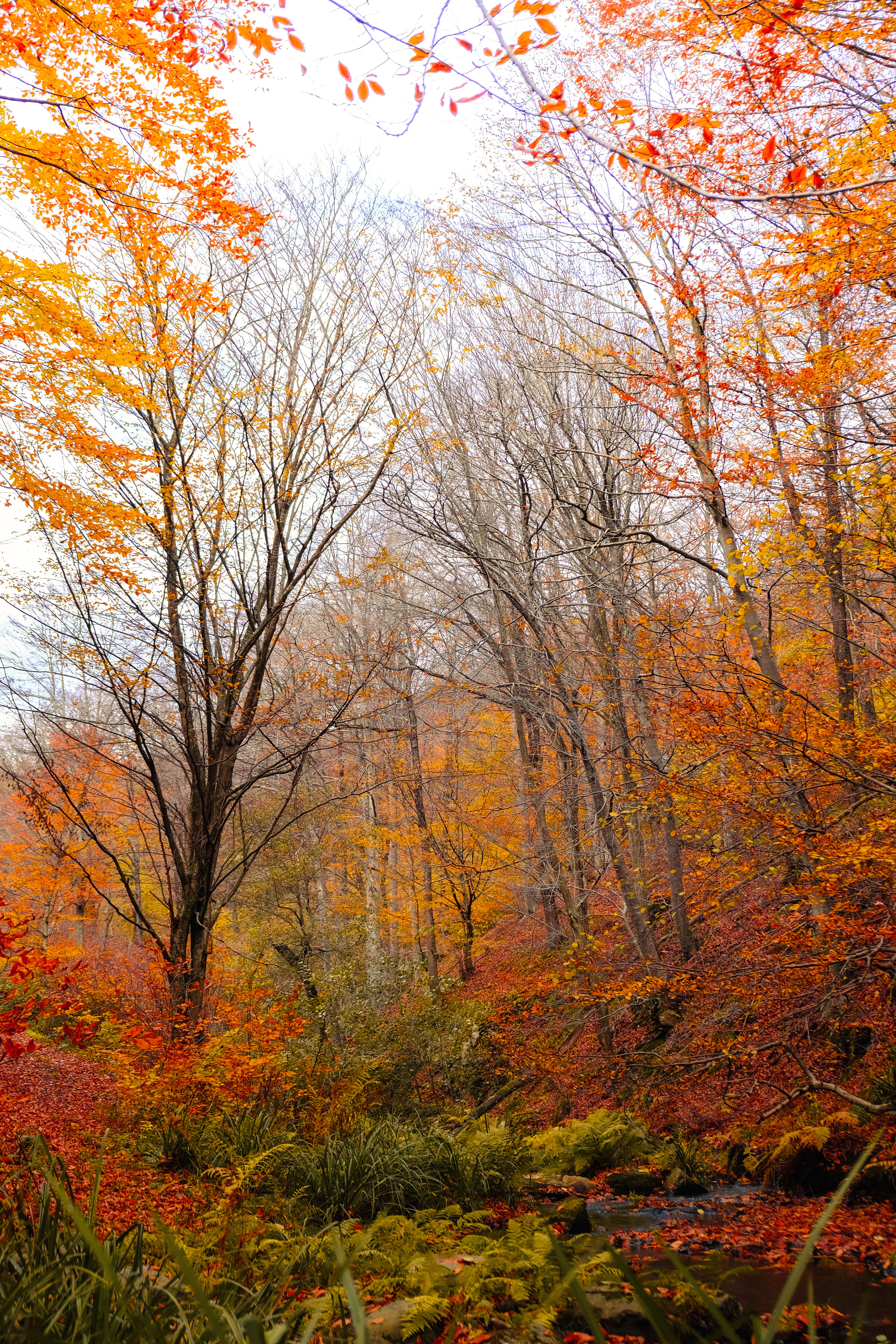 Scenic Autumn Forest with Vibrant Foliage · Free Stock Photo