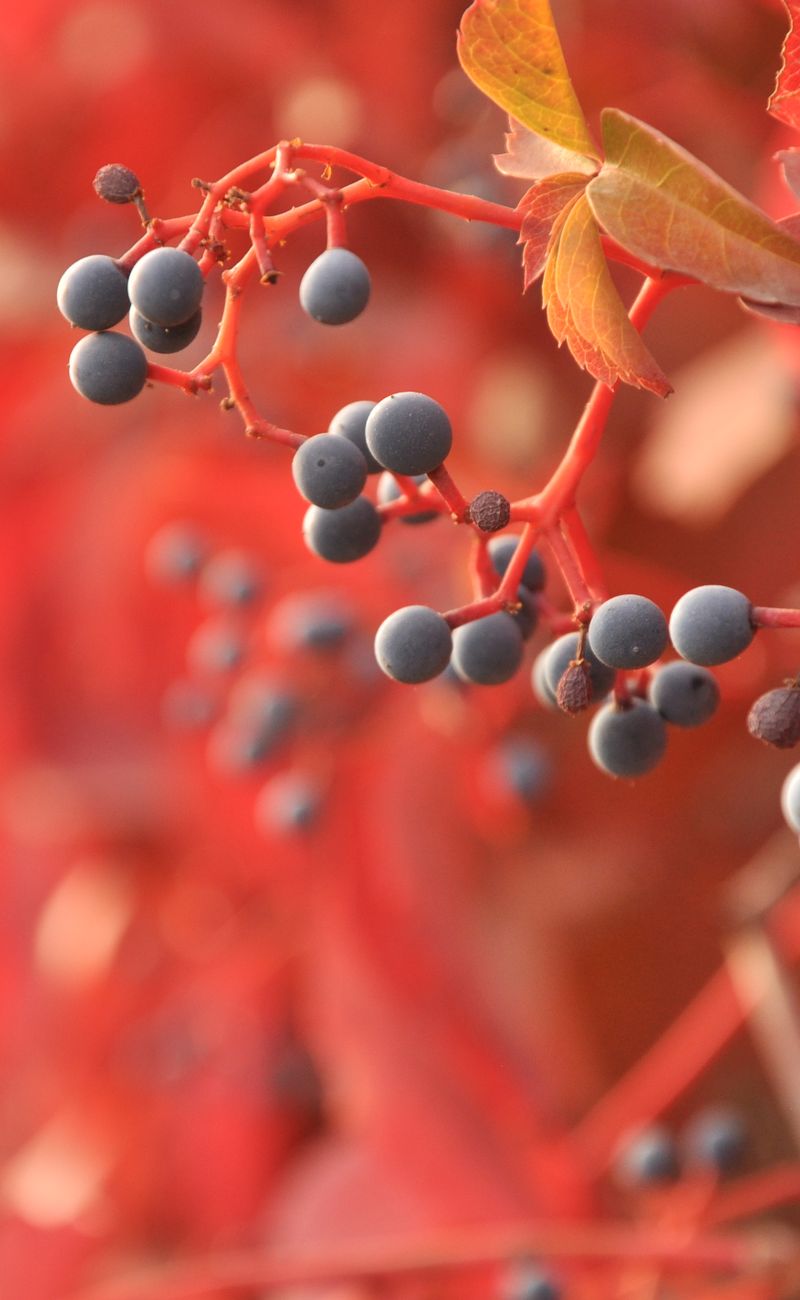 Wild Superfoods: Foraging Nutrient-Dense Plants for Peak Health (2026)