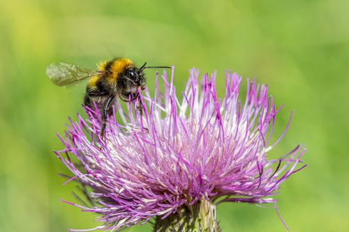 Free Macro shot of a bumblebee collecting nectar from a vibrant thistle flower. Stock Photo