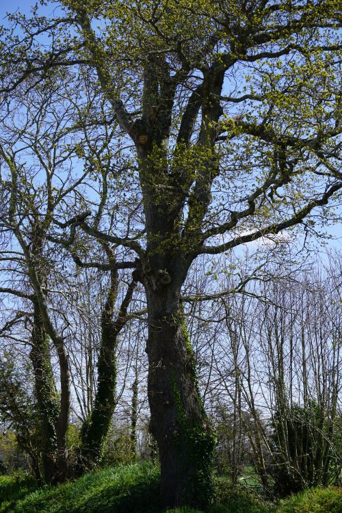Free A majestic oak tree stands tall amidst the lush springtime forest, capturing nature's beauty. Stock Photo
