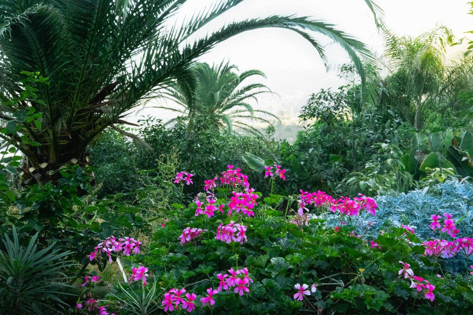 Massif exotique avec bananiers, palmiers et fougères dans un jardin tempéré