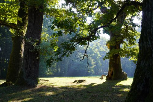 Free Serene forest scene with sunlight streaming through towering oak trees casting shadows on the grassy floor. Stock Photo